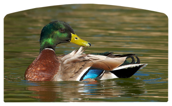DACRO-308 Duck Mallard